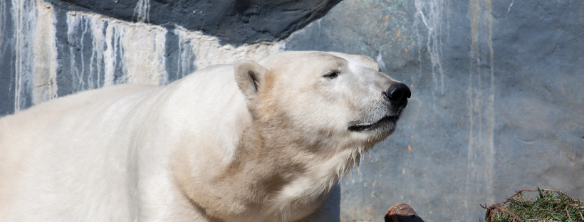 Polar Bear at Toronto Zoo - What to do in Scarborough Ontario - Get Aldo